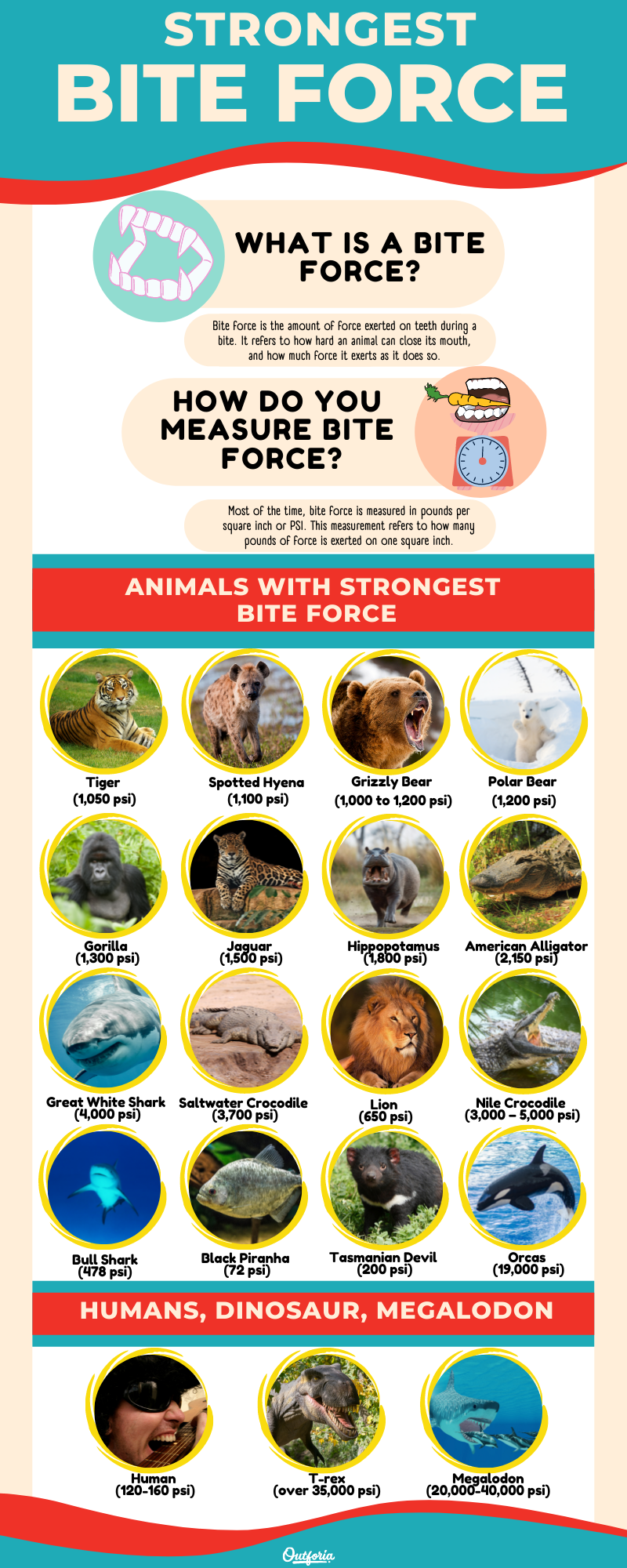 strongest bite force infographics