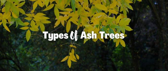 types of ash trees featured image