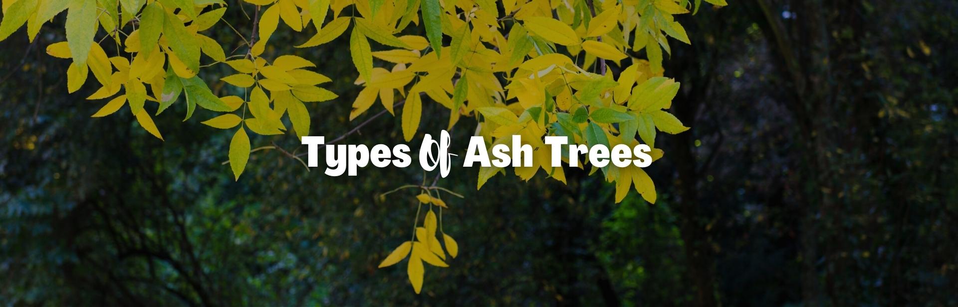 14 Types of Ash Tree: Pictures, Facts and Natural Beauty