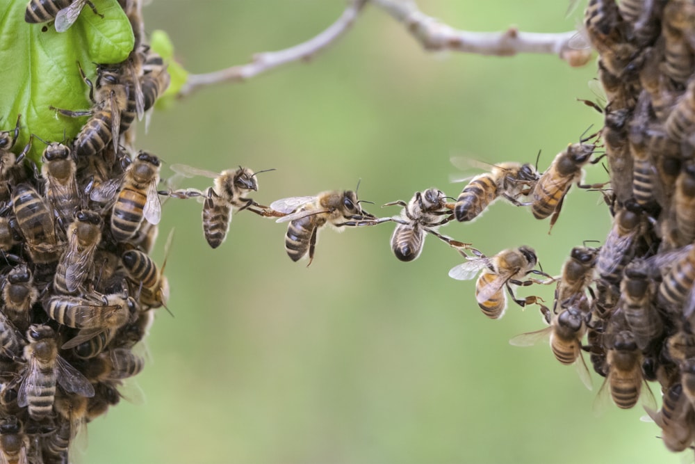 Bees linking to each other as sign of teamwork