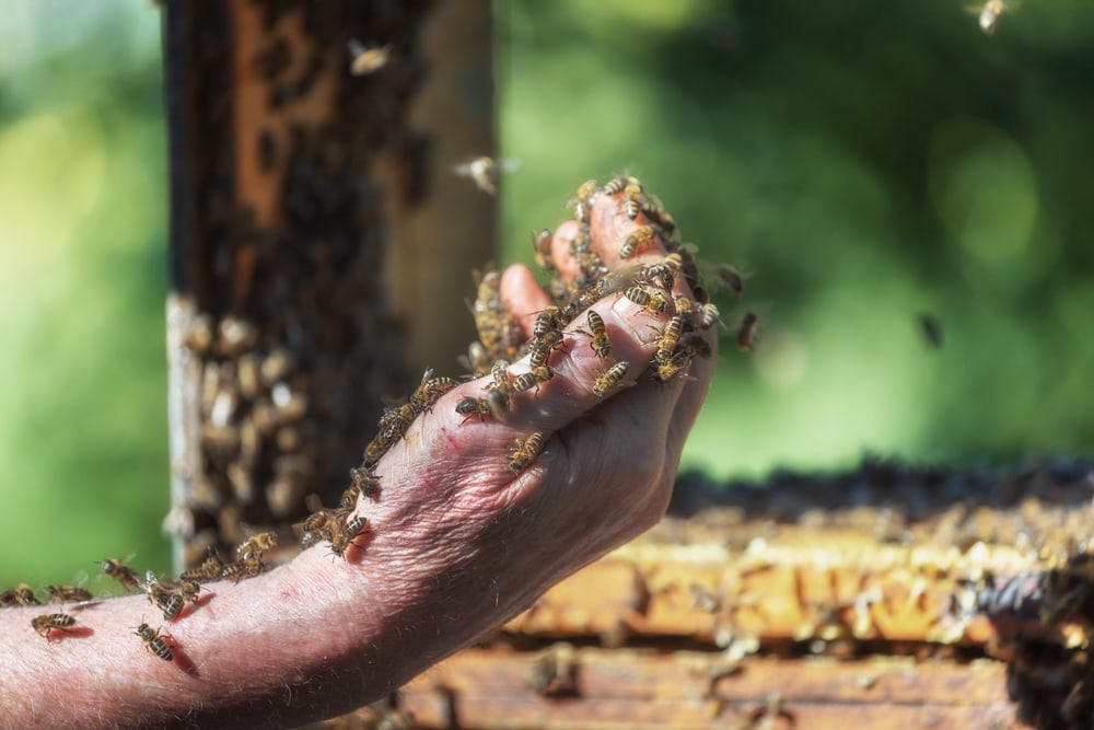 Beekeeper's hand full of bee species