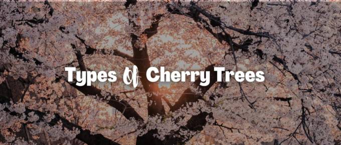 types of cherry trees featured image