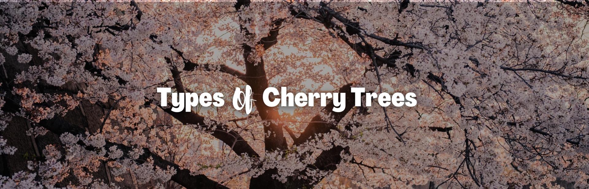 15+ Different Types of Cherry Trees (Chart, Pictures and Facts)