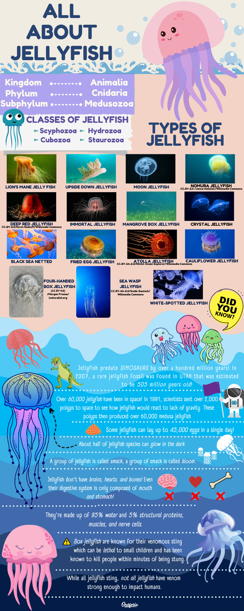 types of jellyfish inforgraphic and chart with data about multiple jellyfish species and what makes them unique