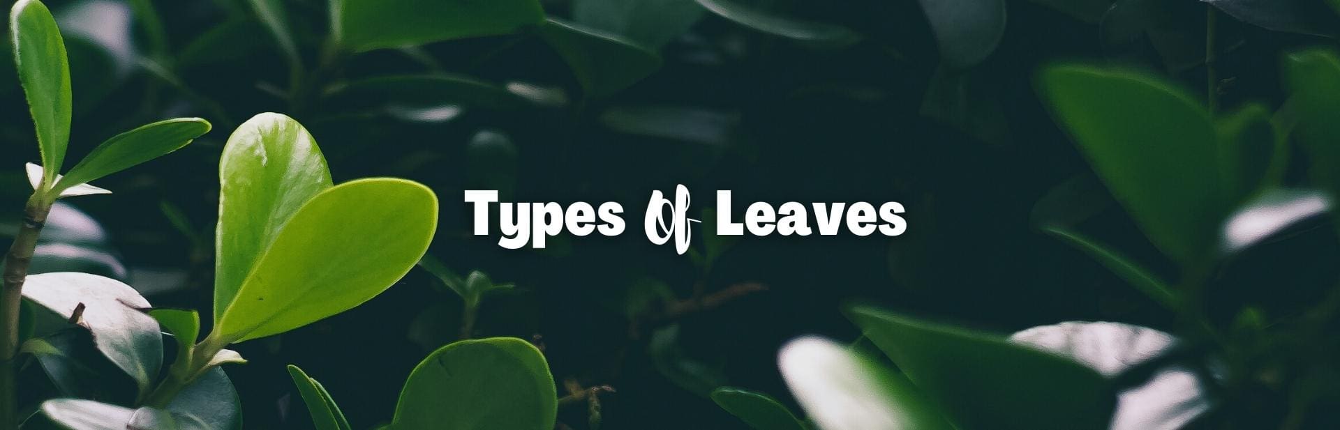 Complete Guide To Different Types of Leaves with Pictures and Leaf Names