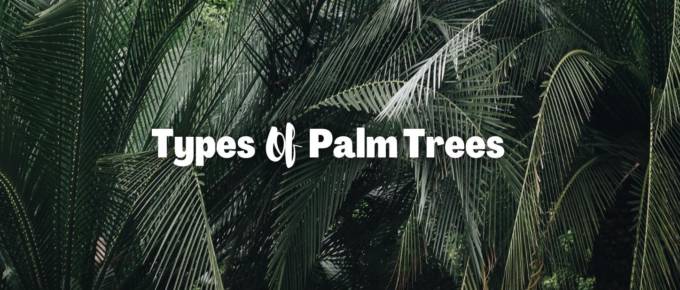 types of palm trees featured photo