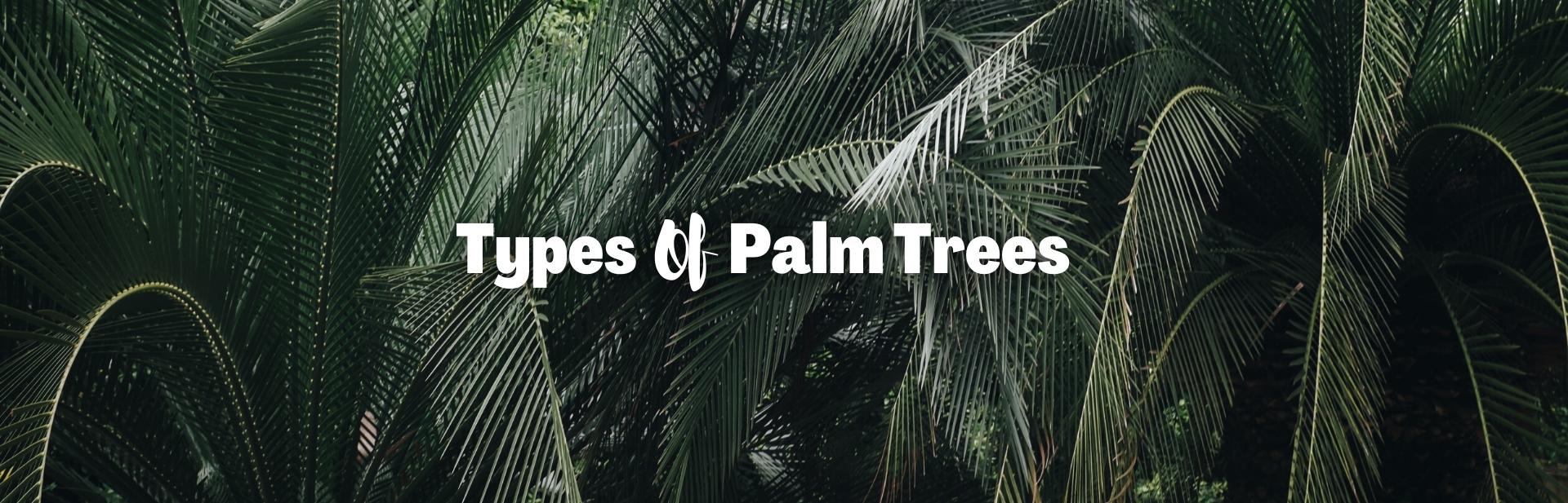 39 Types of Palm Trees: Complete Identification Guide with Images and Facts