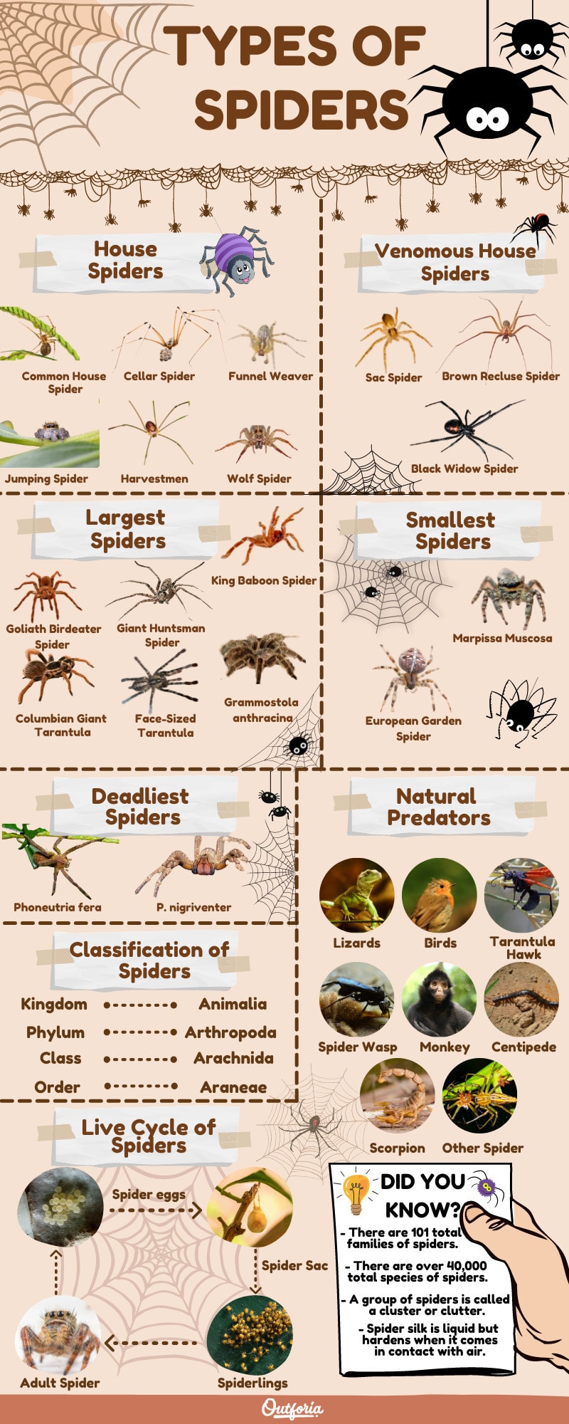 types of spiders infographic