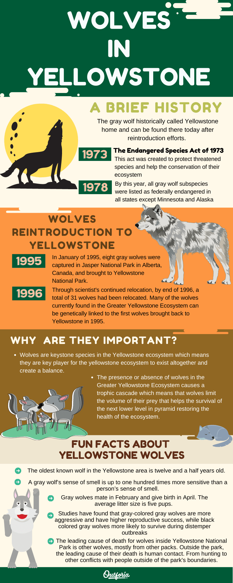 wolves in Yellowstone conservation chart and infographic
