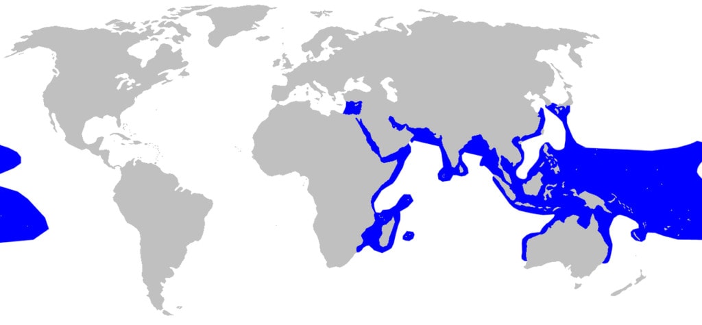 distribution map of Blacktip Reef Shark (Carcharhinus melanopterus)