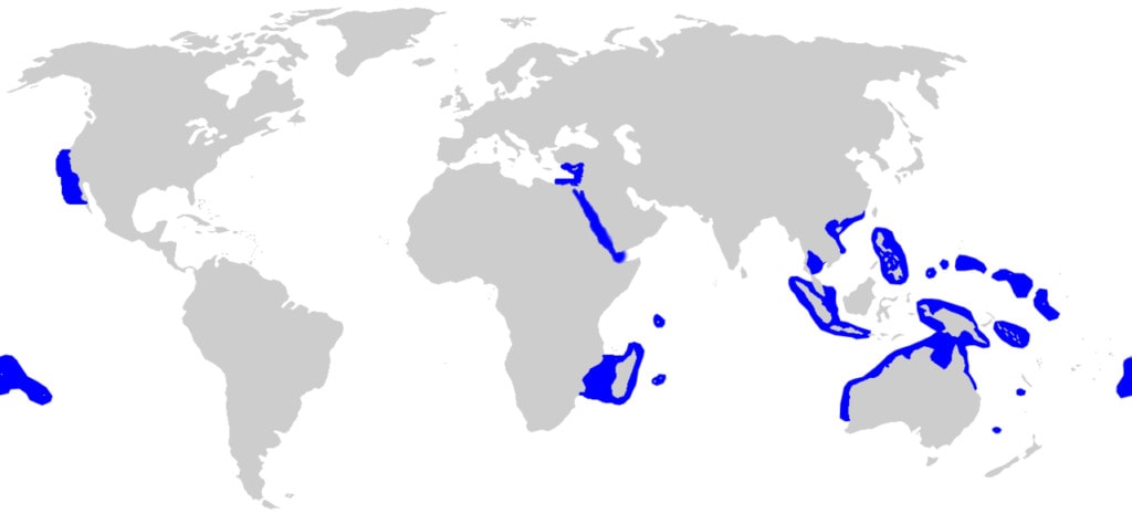 Gray Reef Shark (Carcharhinus amblyrhynchos) distribution map