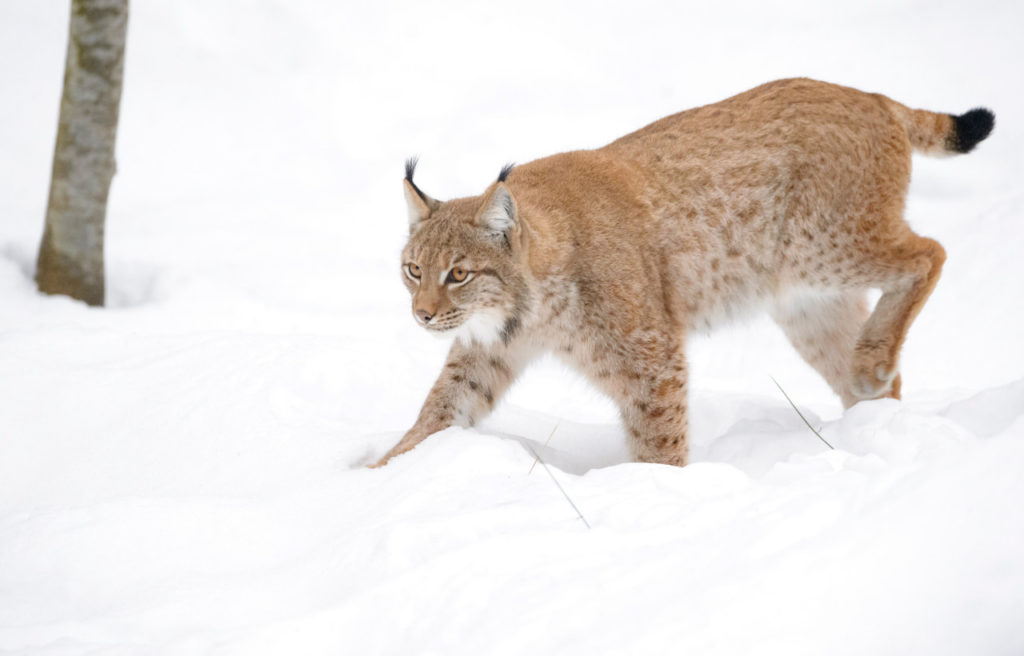 image of a Canadian lynx walking on snow showing its black tipped tail
