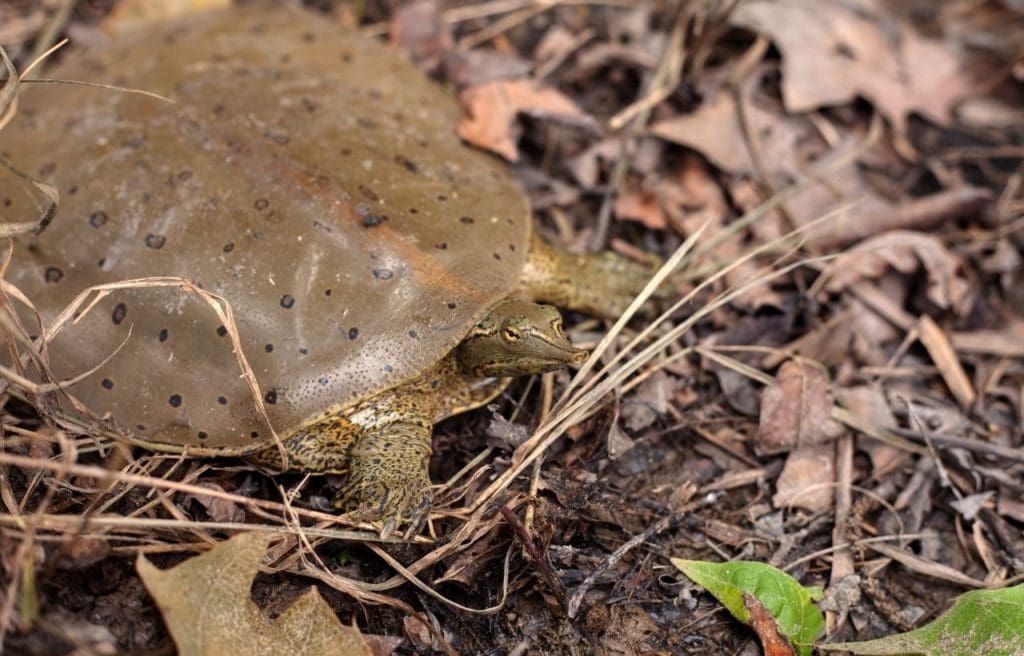 image of a spiny softshell turtle or Apalone spinifera aspera walking on a wet soil and dried leaves
