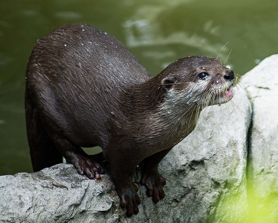 Image of one of the types of otters, the  Hairy-Nosed Otter or Lutra sumatrana