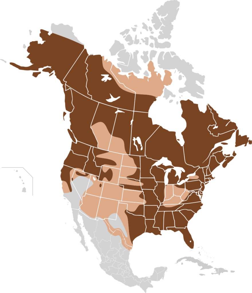 Geographical distribution of the North American river otter. Dark brown is the current, light brown s the historical distribution