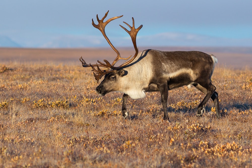 Caribou Reindeer (Rangifer tarandus) running in the fields with long horns