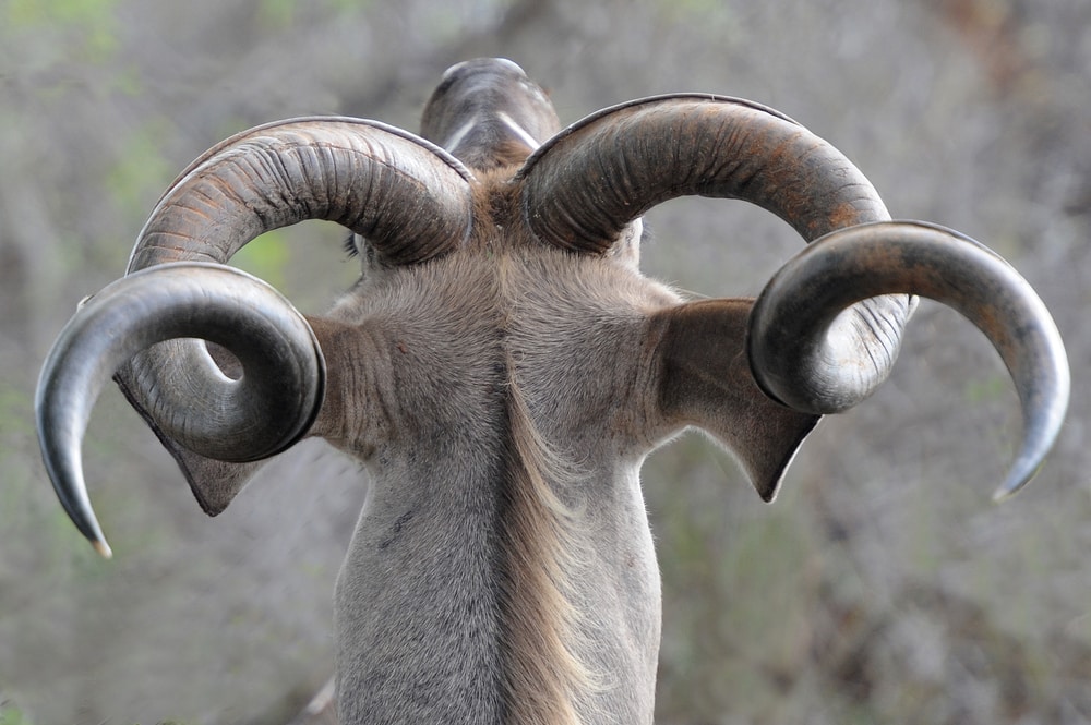 Head view of the horns of a deer