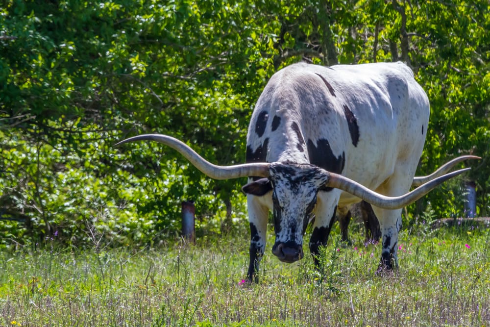 Texas Longhorn (Bos taurus taurus) running in the fields