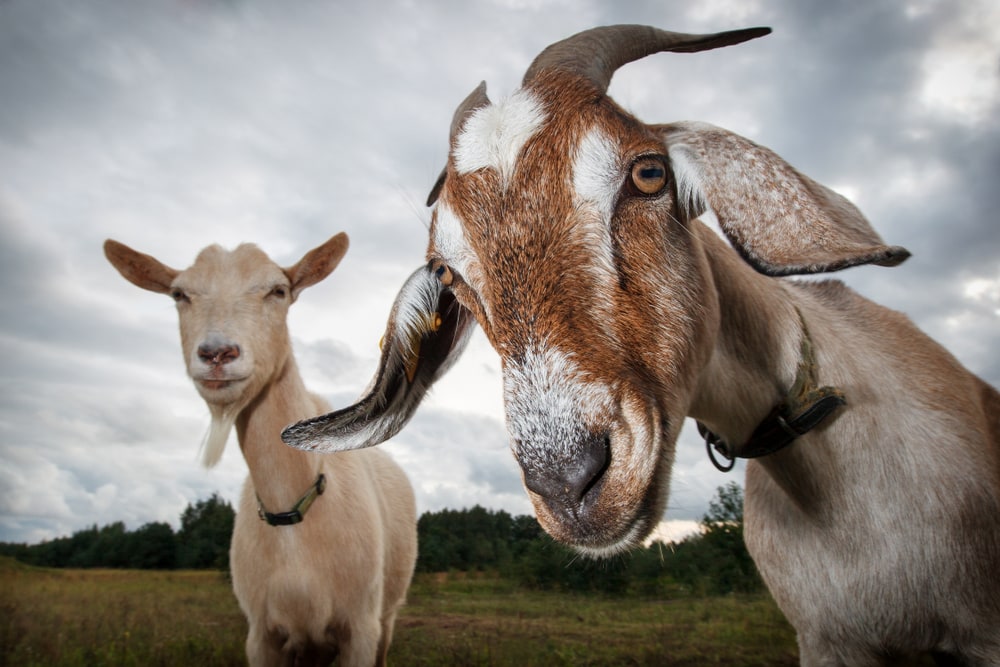 The Goat (Capra aegagrus hircus) looking at the camera