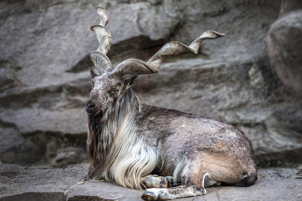 Markhor (Capra falconeri) with long horns sitting on a rock