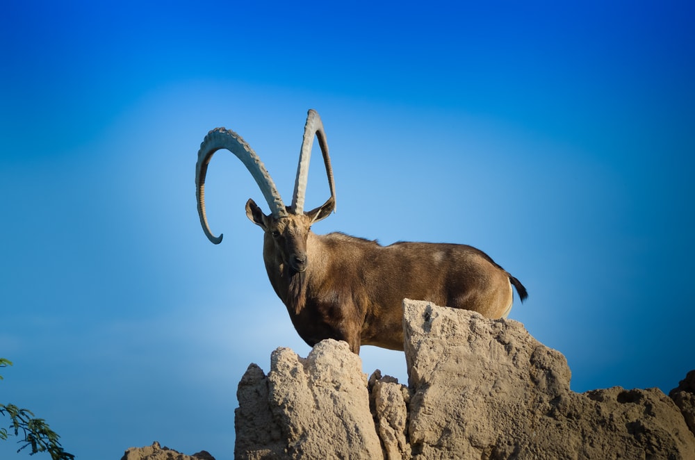 Ibex (Capra ibex) with its long horn on blue sky background