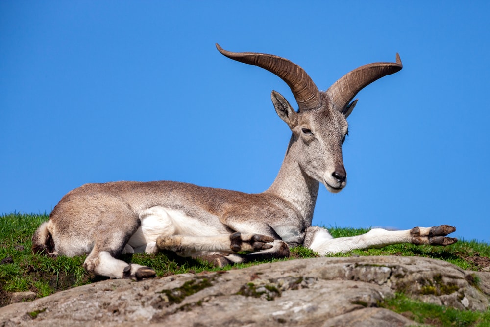 Bharal (Pseudois nayaur) laying on the ground with v-shaped horns