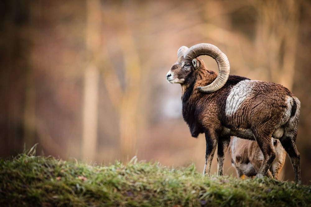 Mouflon (Ovis gmelini) with c-shaped horns in the forest