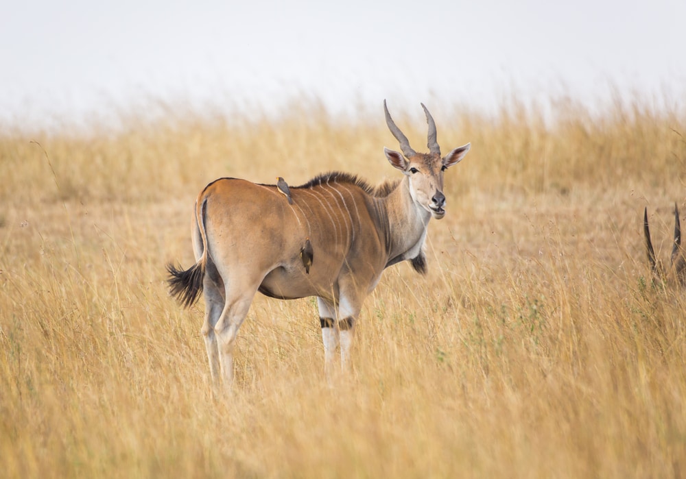 Common Eland (Taurotragus oryx) with mini horns in the fields