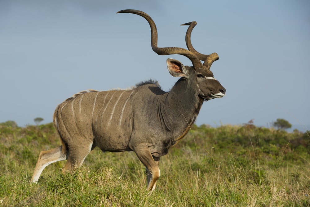 Greater Kudu (Tragelaphus strepsiceros) with spiral horns running
