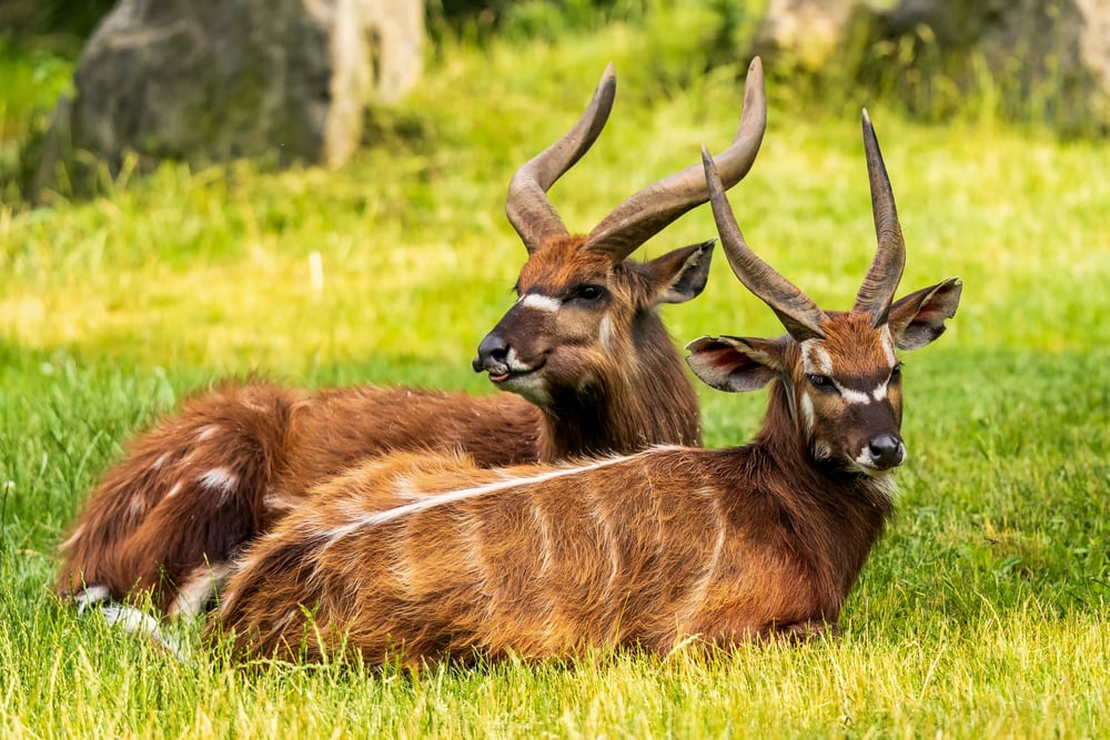 21+ Animals With Horns (and Antlers) + Pictures and Facts - Outforia