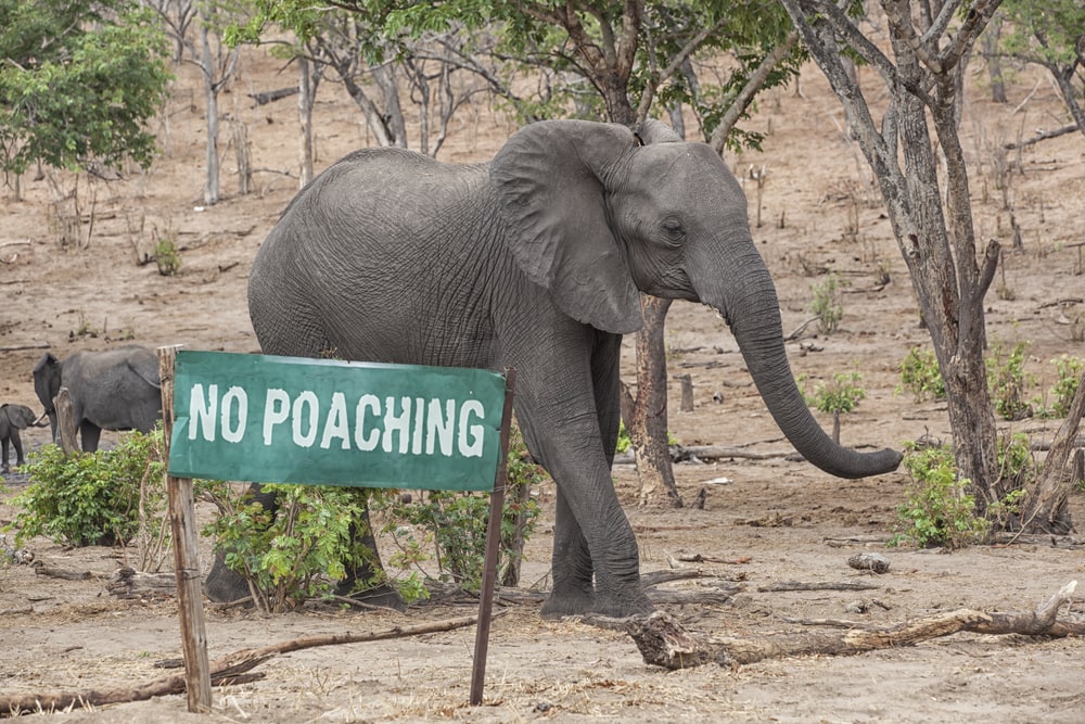 Elephant walking in dry lands with no poaching sign
