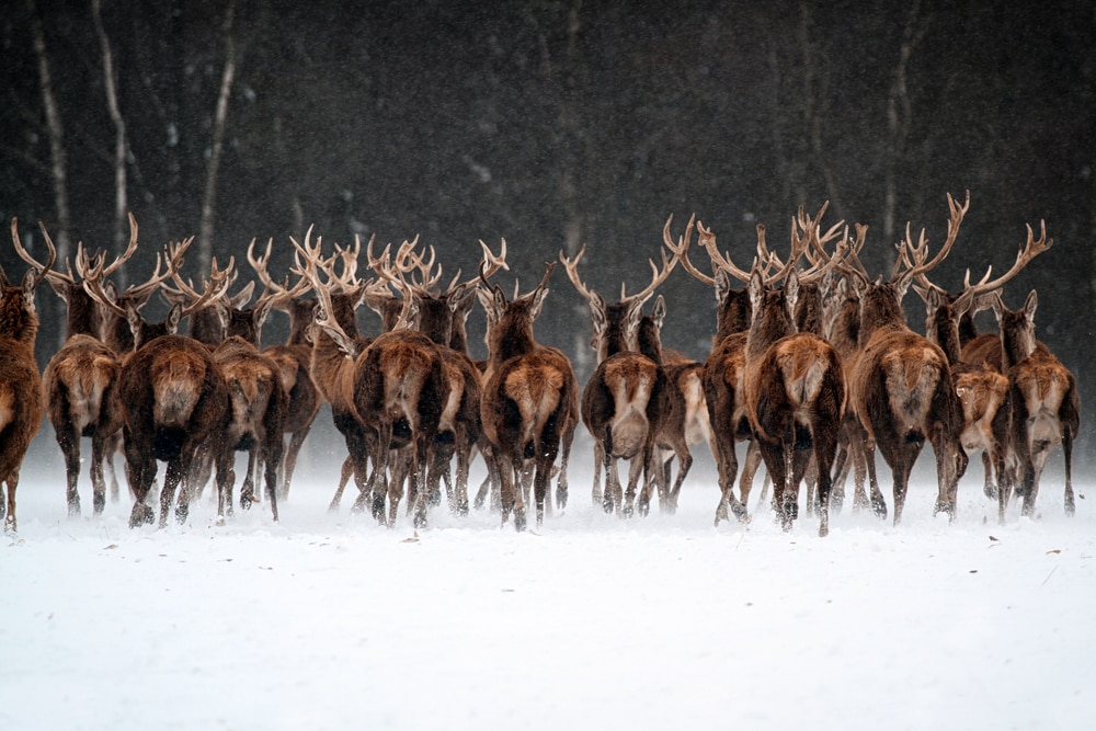 Group of deer with beautiful antlers running through the snow