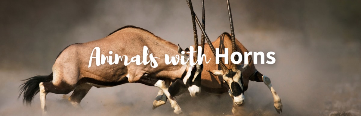 Animals with horns featured image