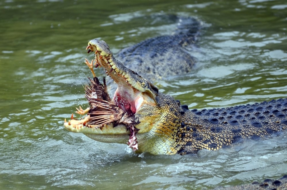 Crocodile eating a bird in river