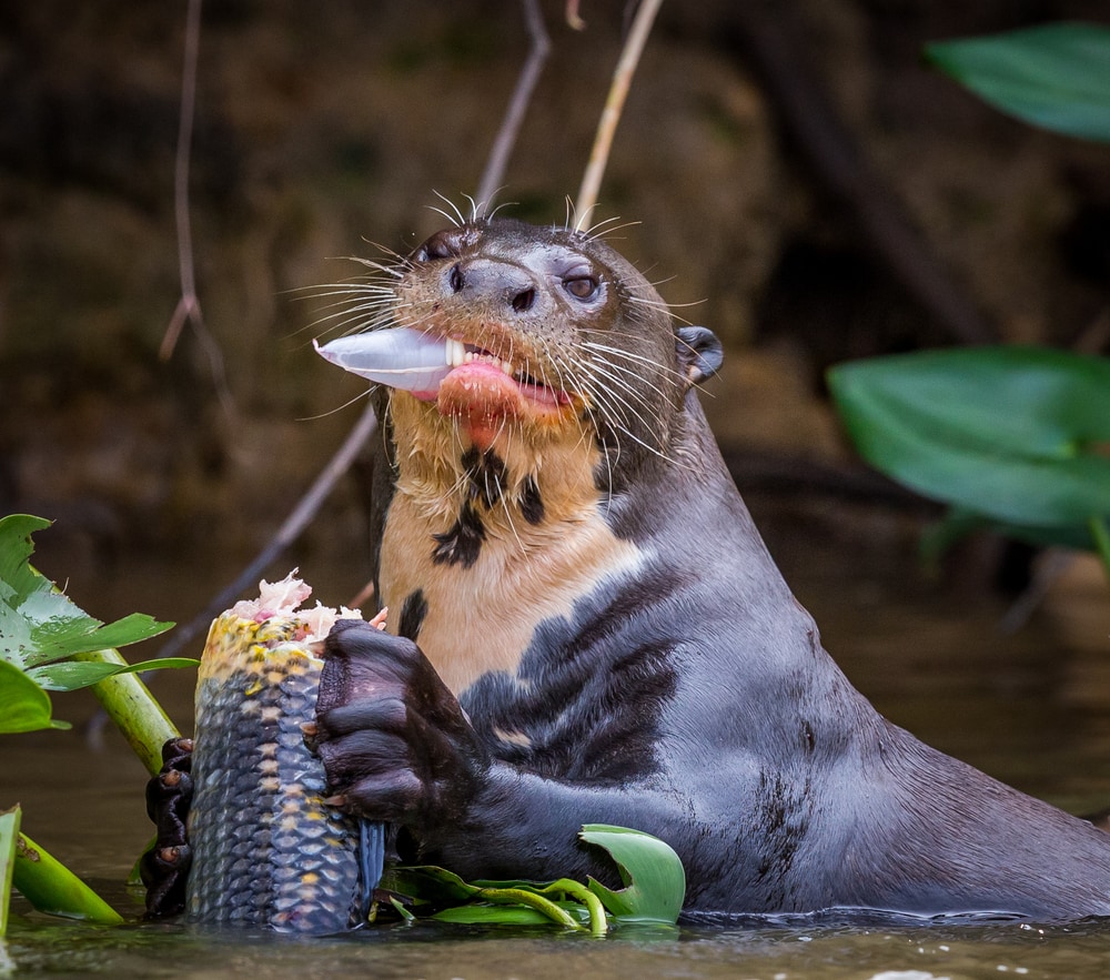 Giant otter eating a fish in river