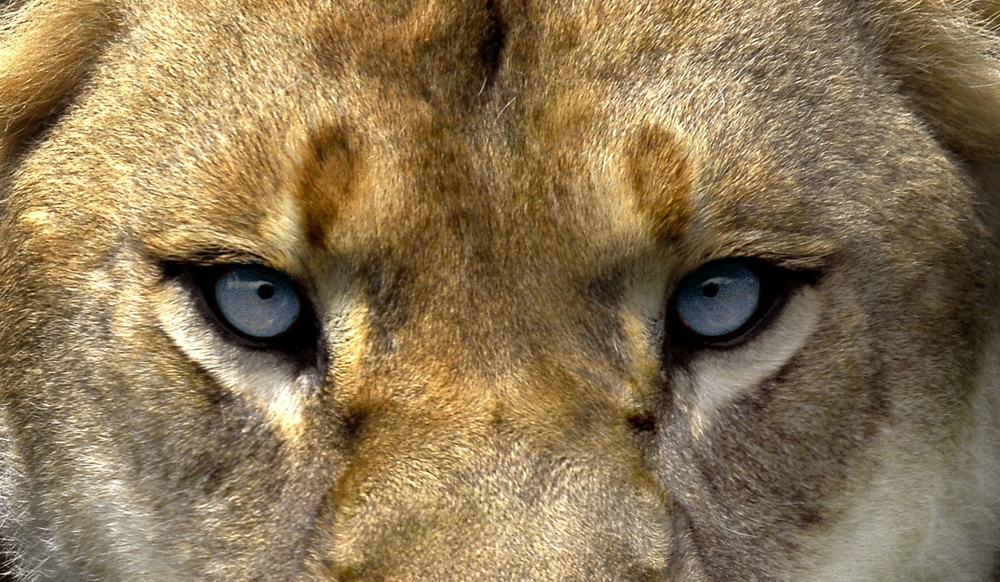 Angry eyes of a lion looking at the camera
