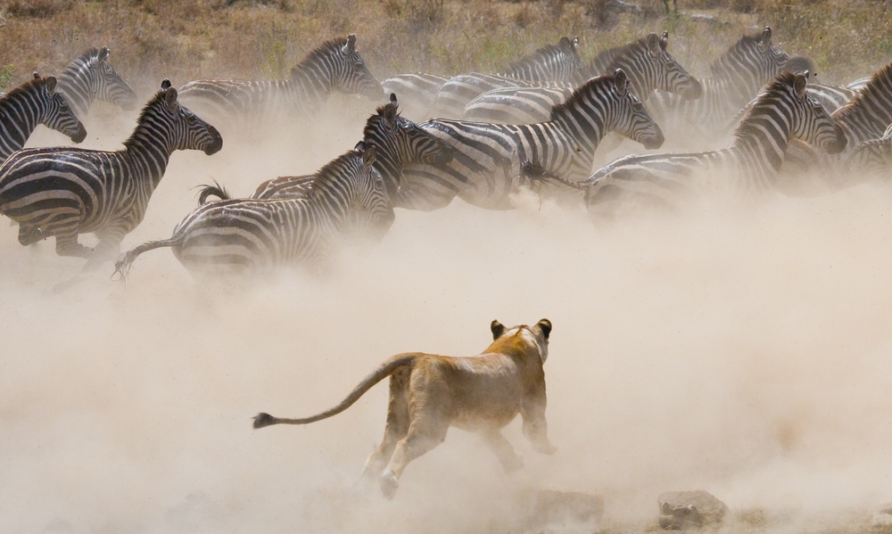 Lioness attacking the group of zebras