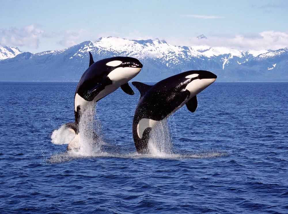 Two orcas jumping out of the water