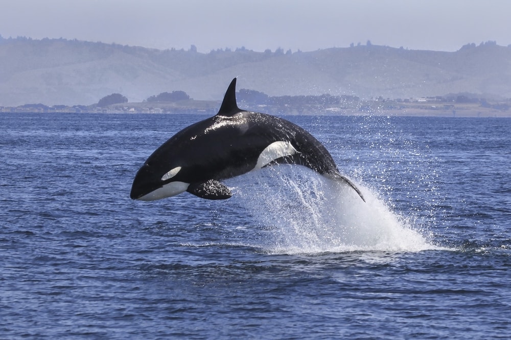 An orca jumping out of the sea