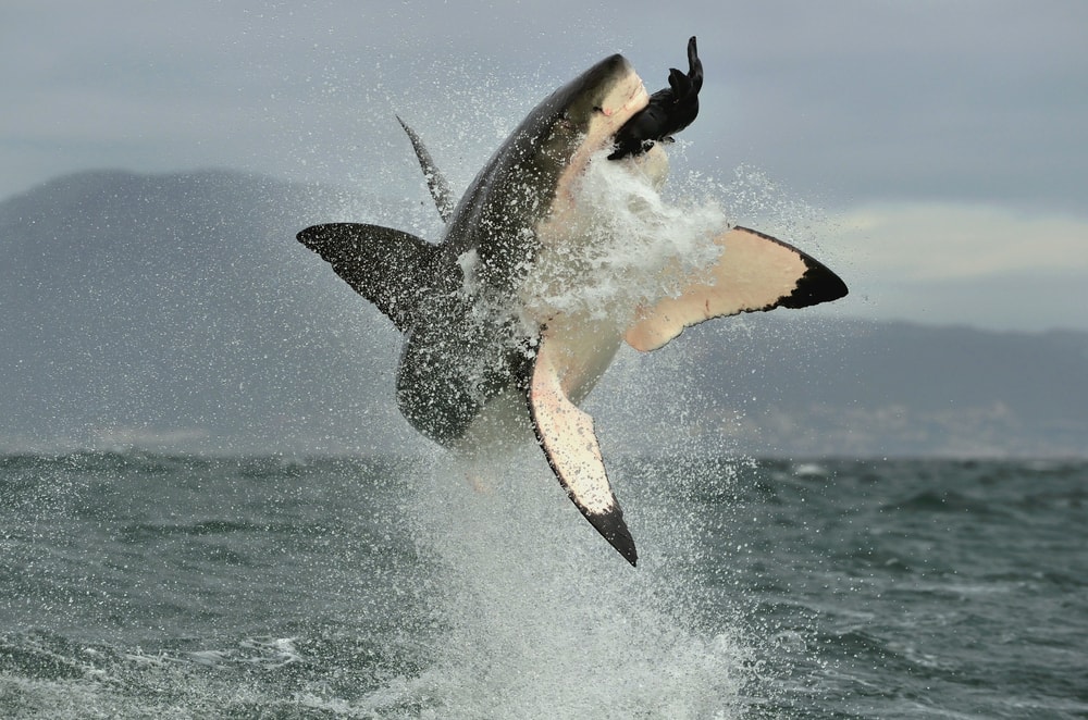 Shark jumping out of the water for food