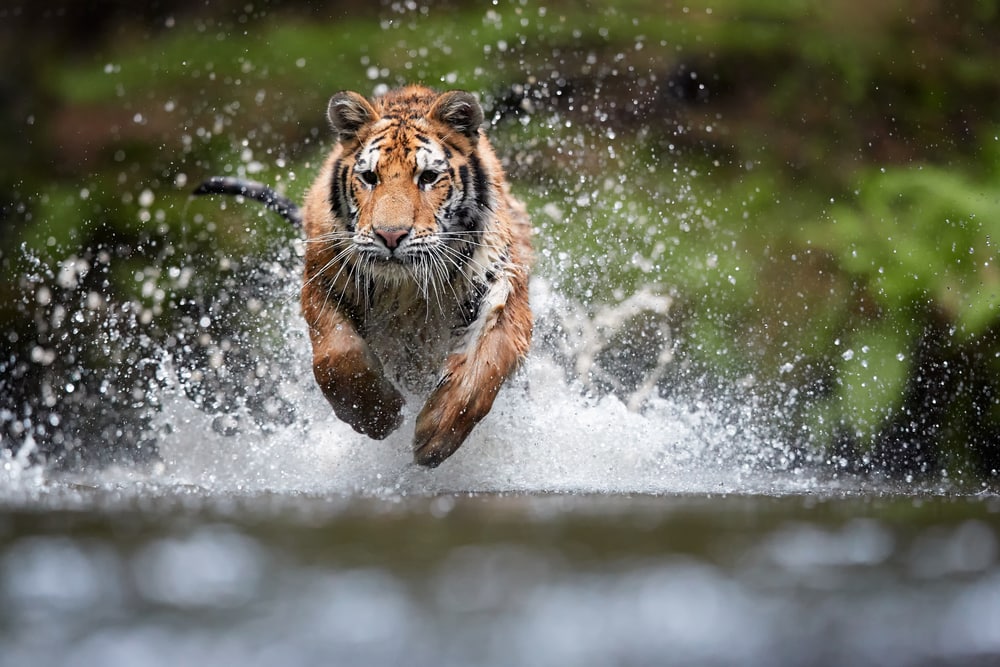 Tiger running above the water