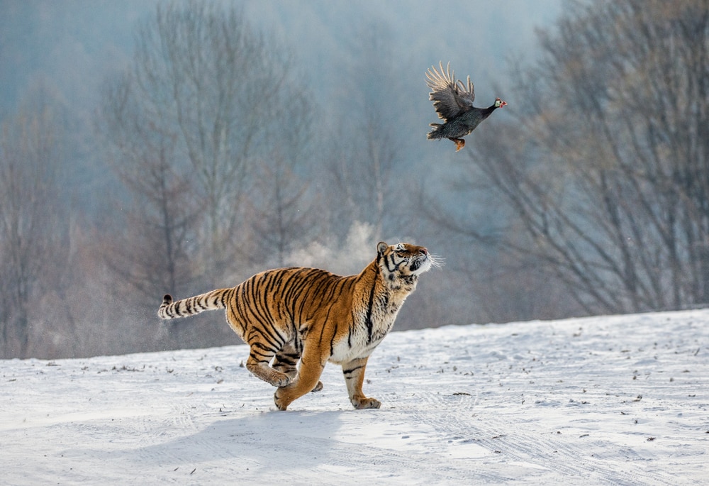 Tiger trying to catch a flying bird