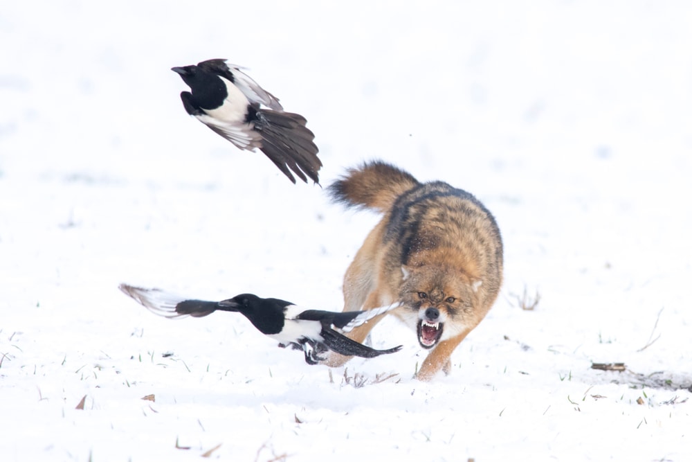 Wolves attacking two birds