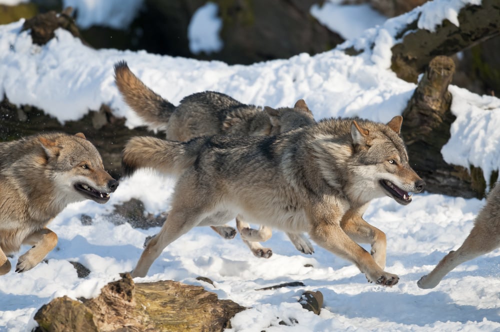 Pack of wolves running in the snow