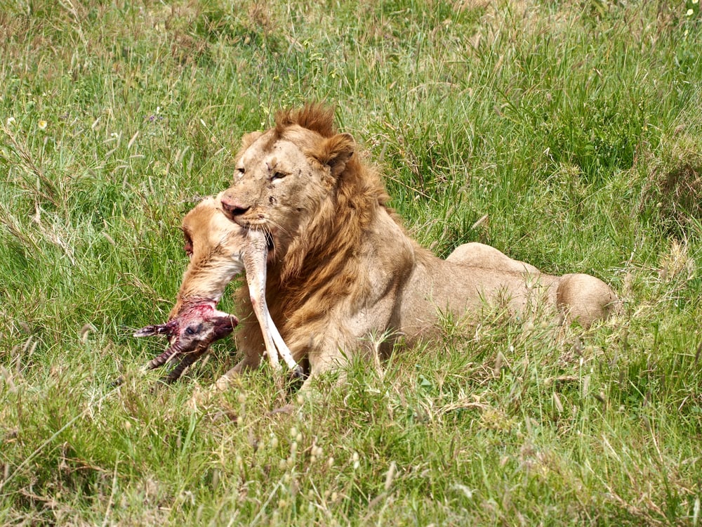 Lion eating a dead deer