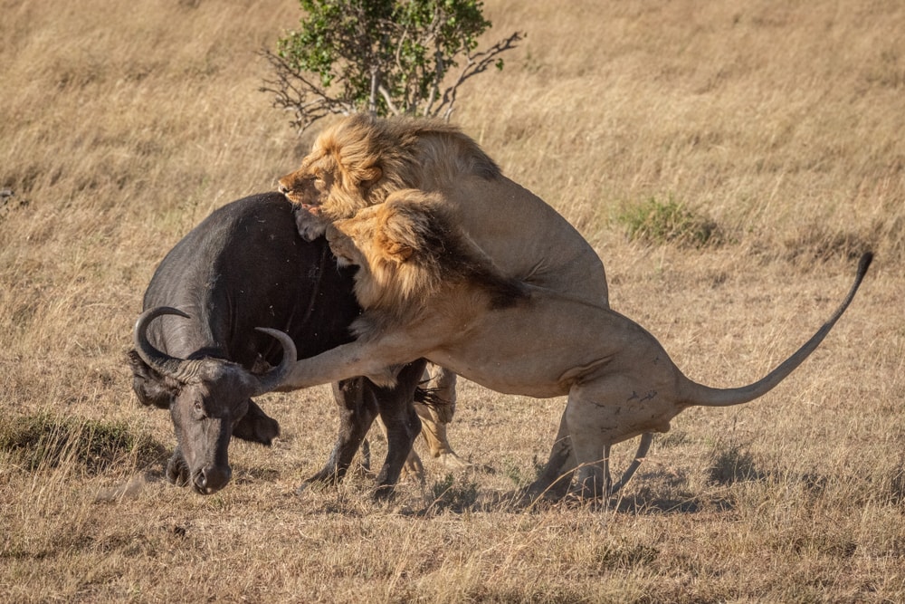 Two lions attacking a wild carabao