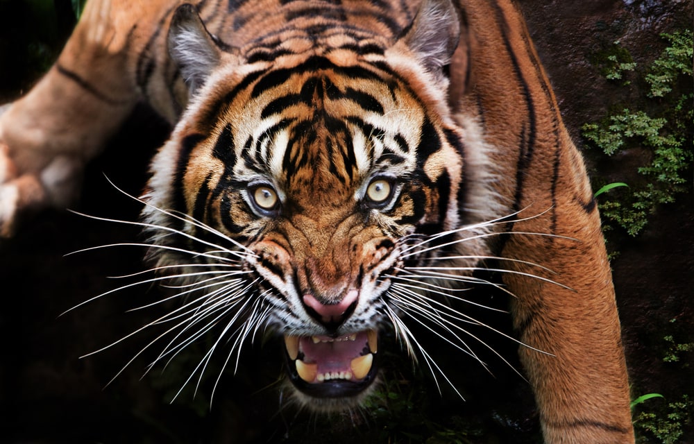 Close up photo of a roaring tiger
