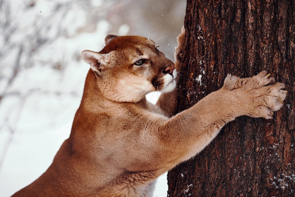 Cougar hugging a tree