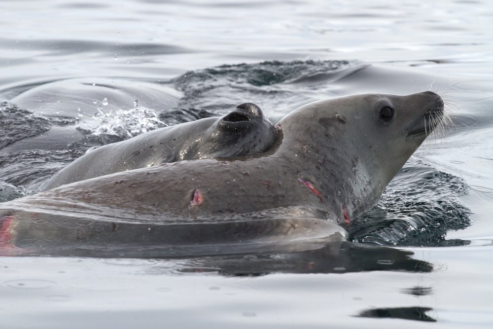 Two leopard seals hugging each other