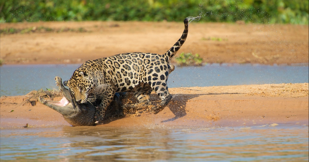 Jaguar attacking a crocodile in savannah
